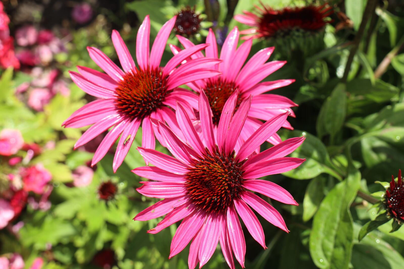 Canon EOS M6 sample photo. Summer, garden, flowers photography