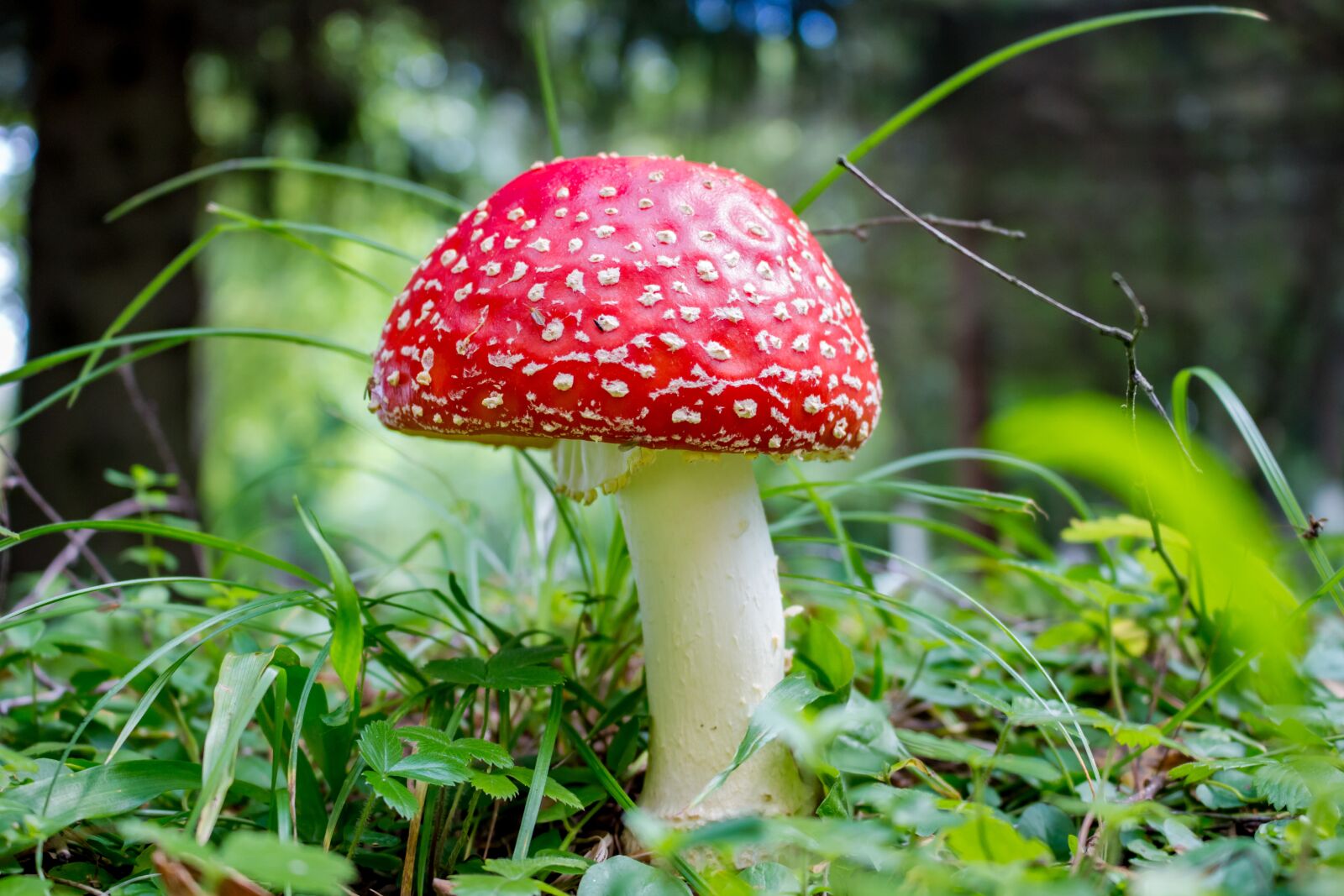 Canon EOS 100D (EOS Rebel SL1 / EOS Kiss X7) sample photo. Amanita, red, lawn photography