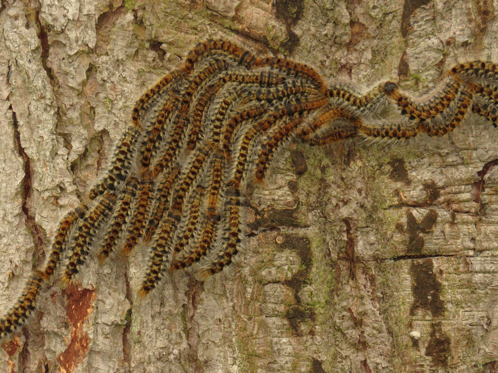 Canon PowerShot SX60 HS sample photo. Animals, insects, caterpillar photography