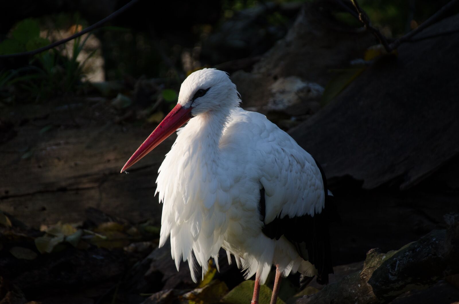 Nikon D5100 sample photo. Stork, zoo, bird photography