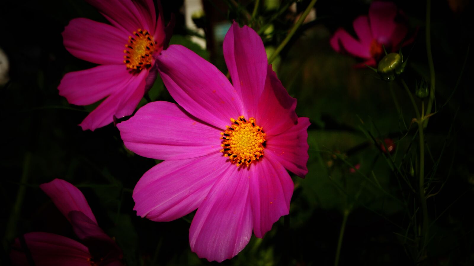 Sony Cyber-shot DSC-HX300 sample photo. Cosmea, flower, pink photography