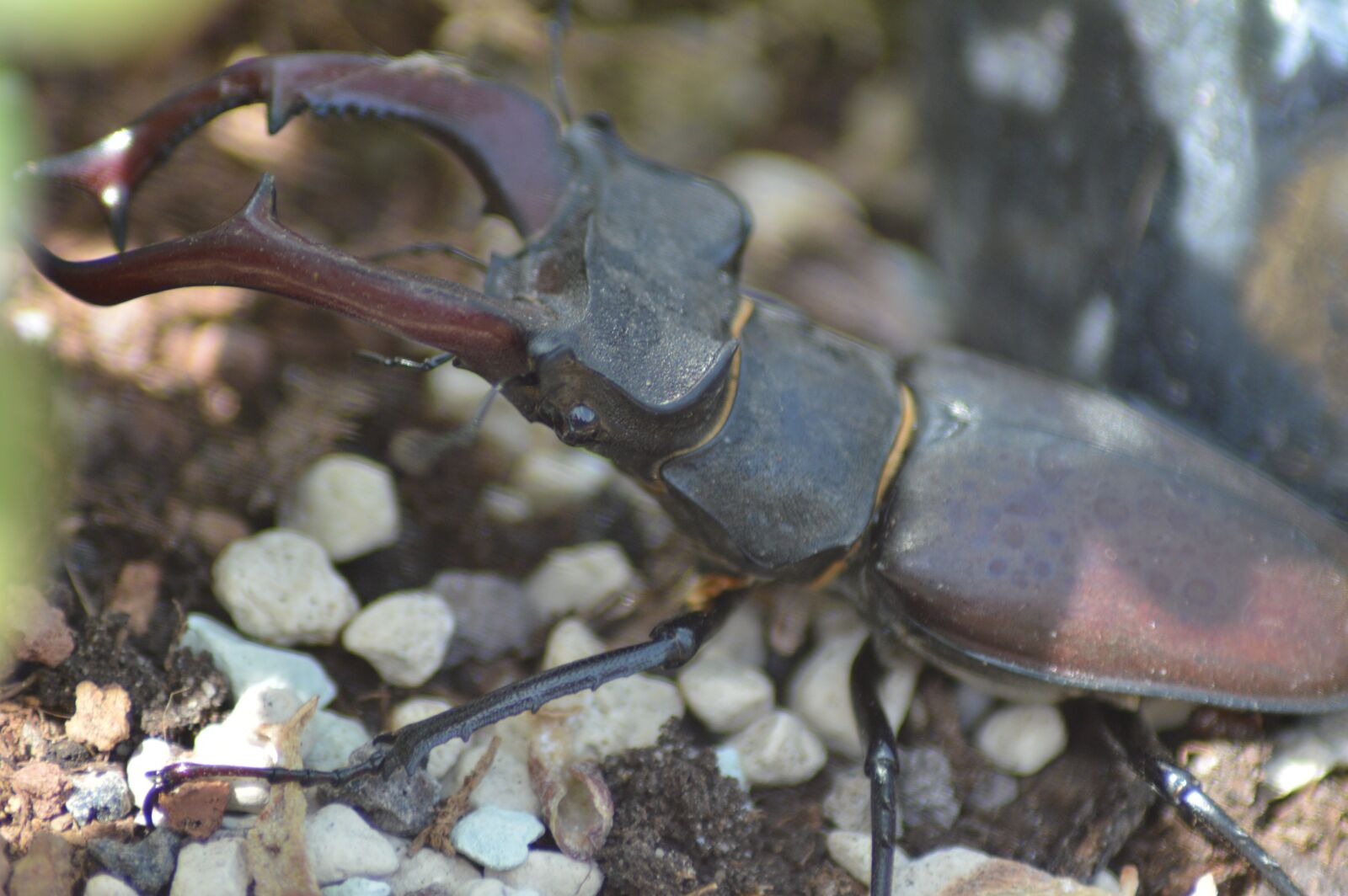 Nikon D3200 sample photo. Stag beetle, macro photography photography
