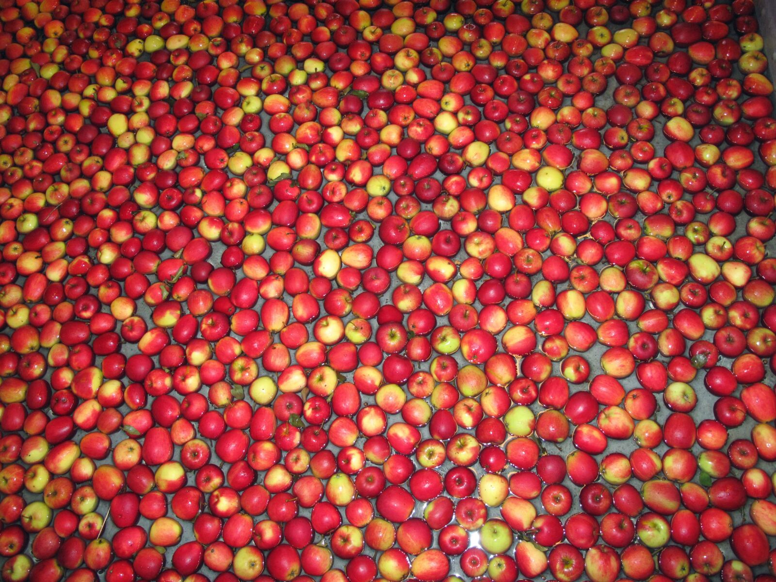 Canon PowerShot G10 sample photo. Apples, fruit, red apples photography
