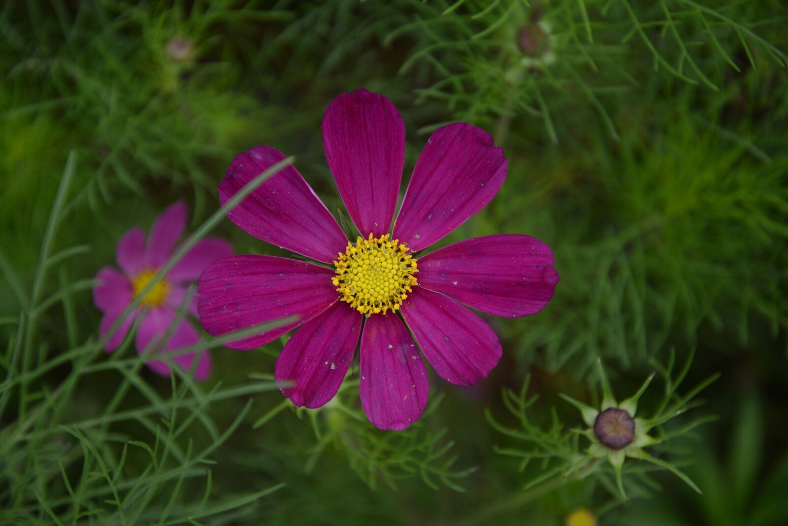 Nikon D7100 sample photo. Spring, fuso, flower photography