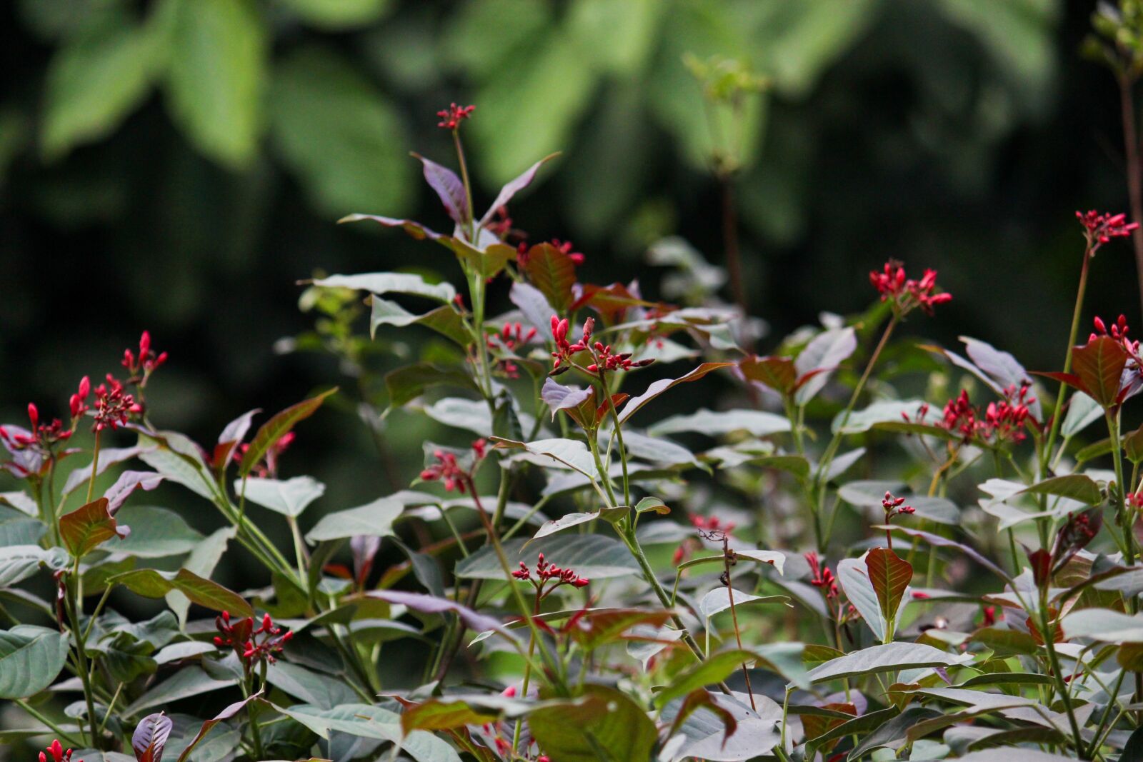 Canon EOS 700D (EOS Rebel T5i / EOS Kiss X7i) sample photo. Plant, tree, green photography