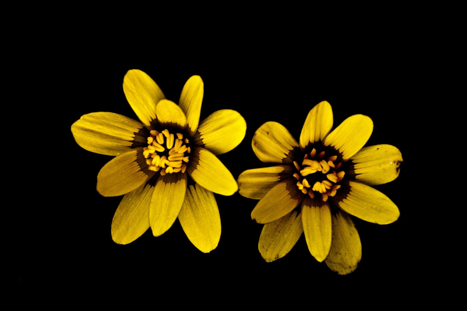Canon EOS 500D (EOS Rebel T1i / EOS Kiss X3) sample photo. Flower, yellow, nature photography