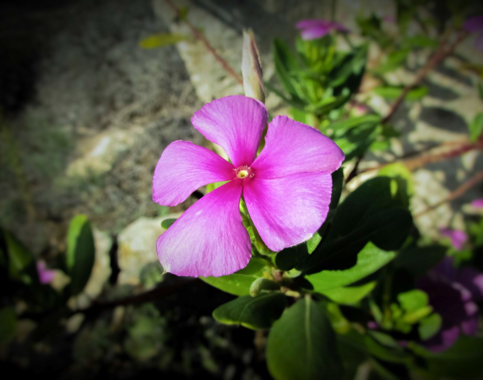 Canon PowerShot SX400 IS sample photo. Flower, pink, pink flowers photography