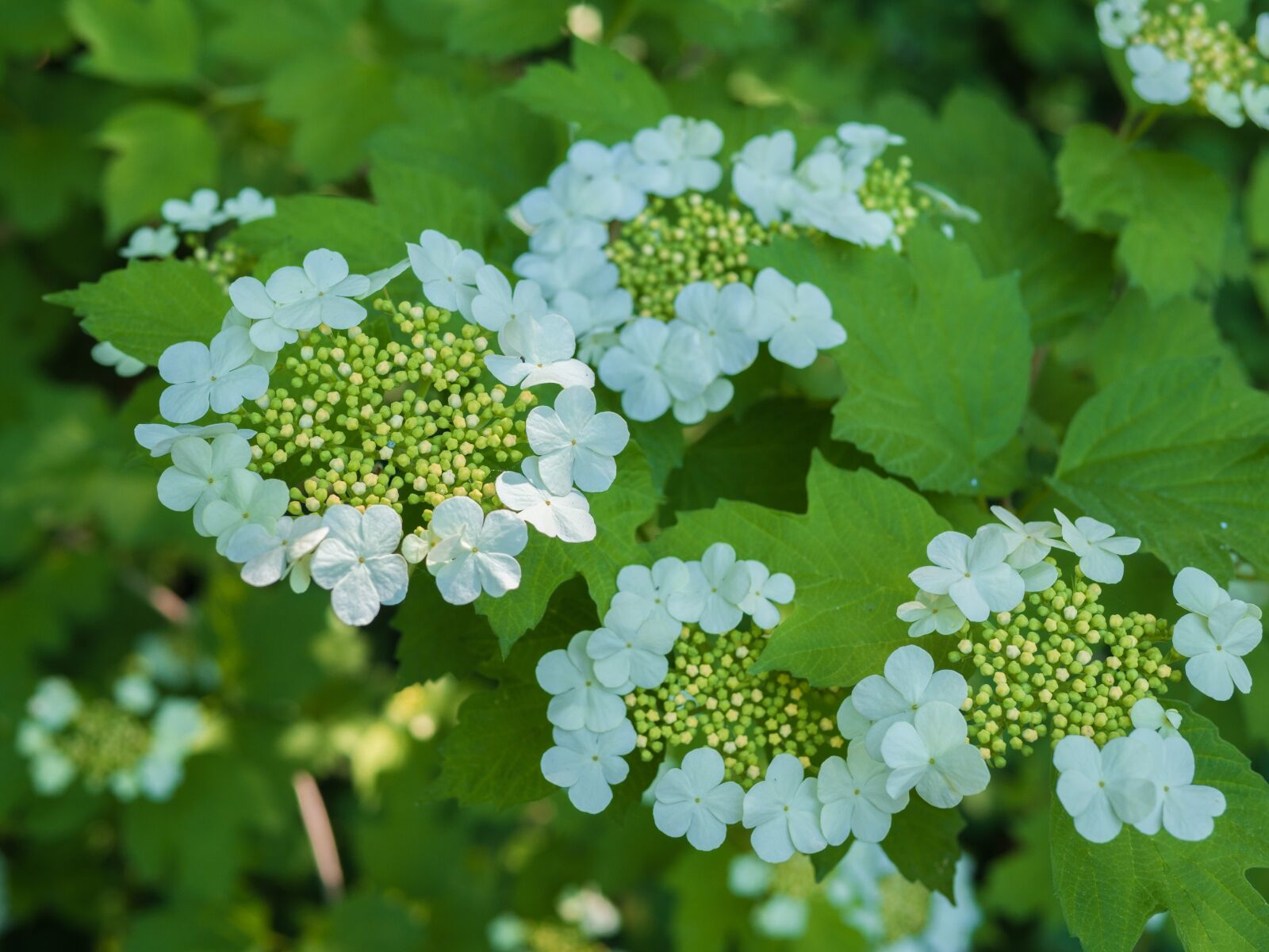 Panasonic Leica DG Summilux 25mm F1.4 II ASPH sample photo. Leaves, flowers, nature photography
