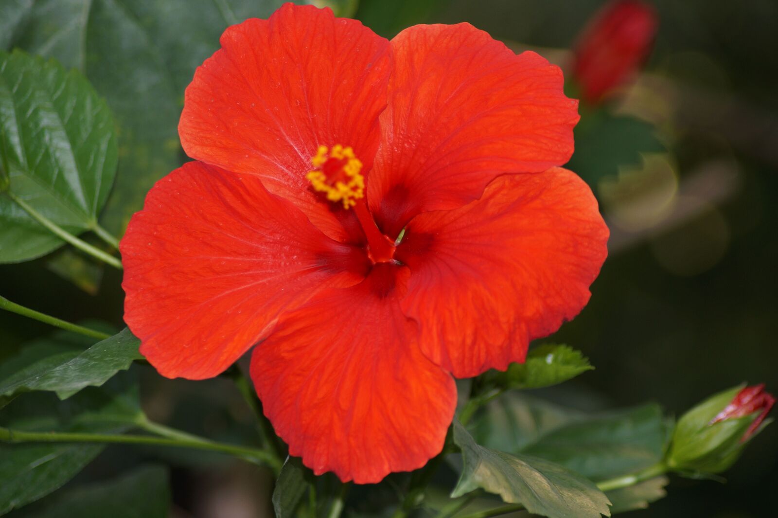 Sony SLT-A58 sample photo. Hibiscus, rosa sinensis, red photography