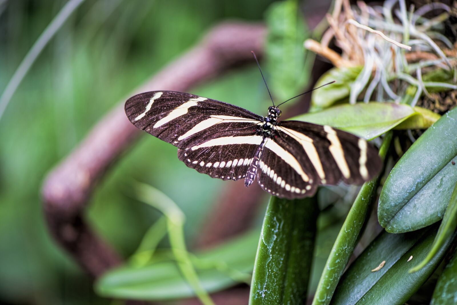 Nikon D610 sample photo. Butterfly, insect, nature photography