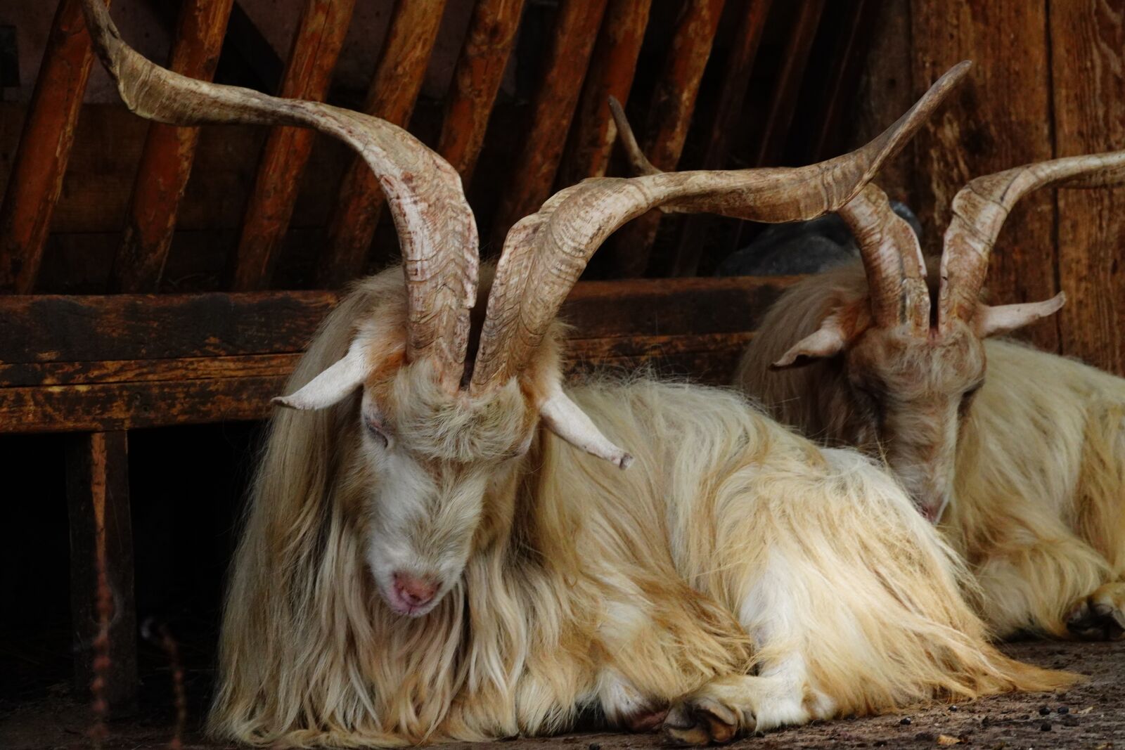 Sony a6400 sample photo. Goat, animal, horns photography