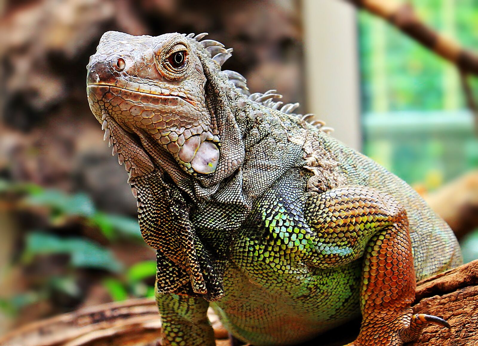 Canon EOS 550D (EOS Rebel T2i / EOS Kiss X4) sample photo. Iguana, reptile, zoo photography