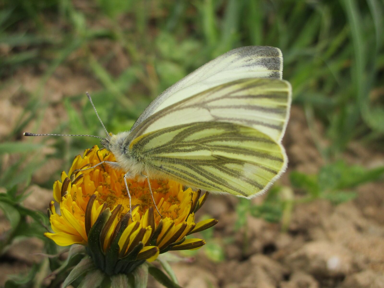 Canon IXUS 190 sample photo. Nature, butterfly, insect photography