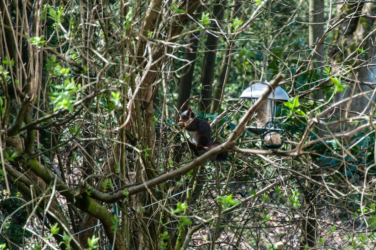 Nikon D5000 sample photo. Wood, tree, nature photography