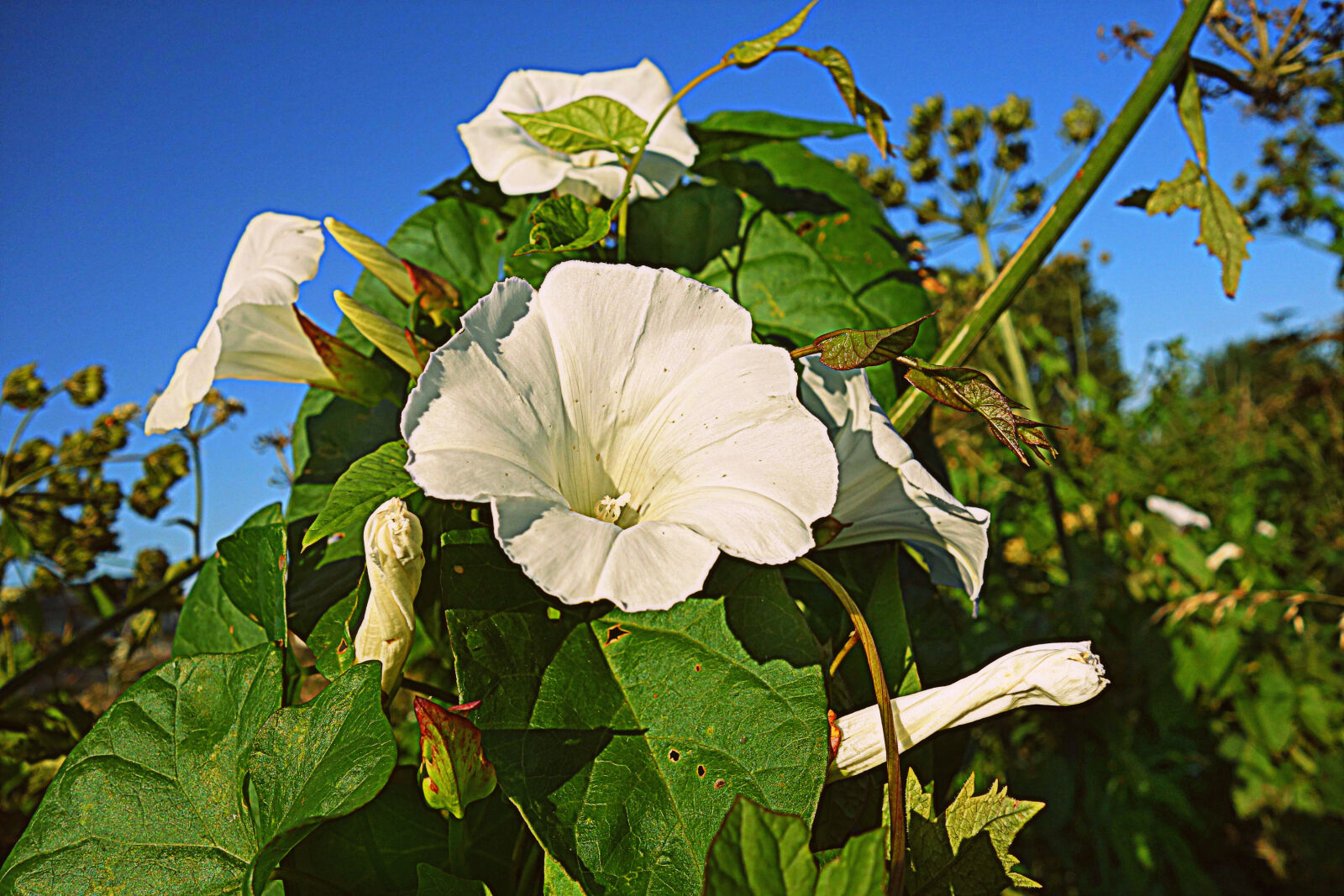 Sony Cyber-shot DSC-RX100 sample photo. Bindweed, blossom, farmland, flower photography