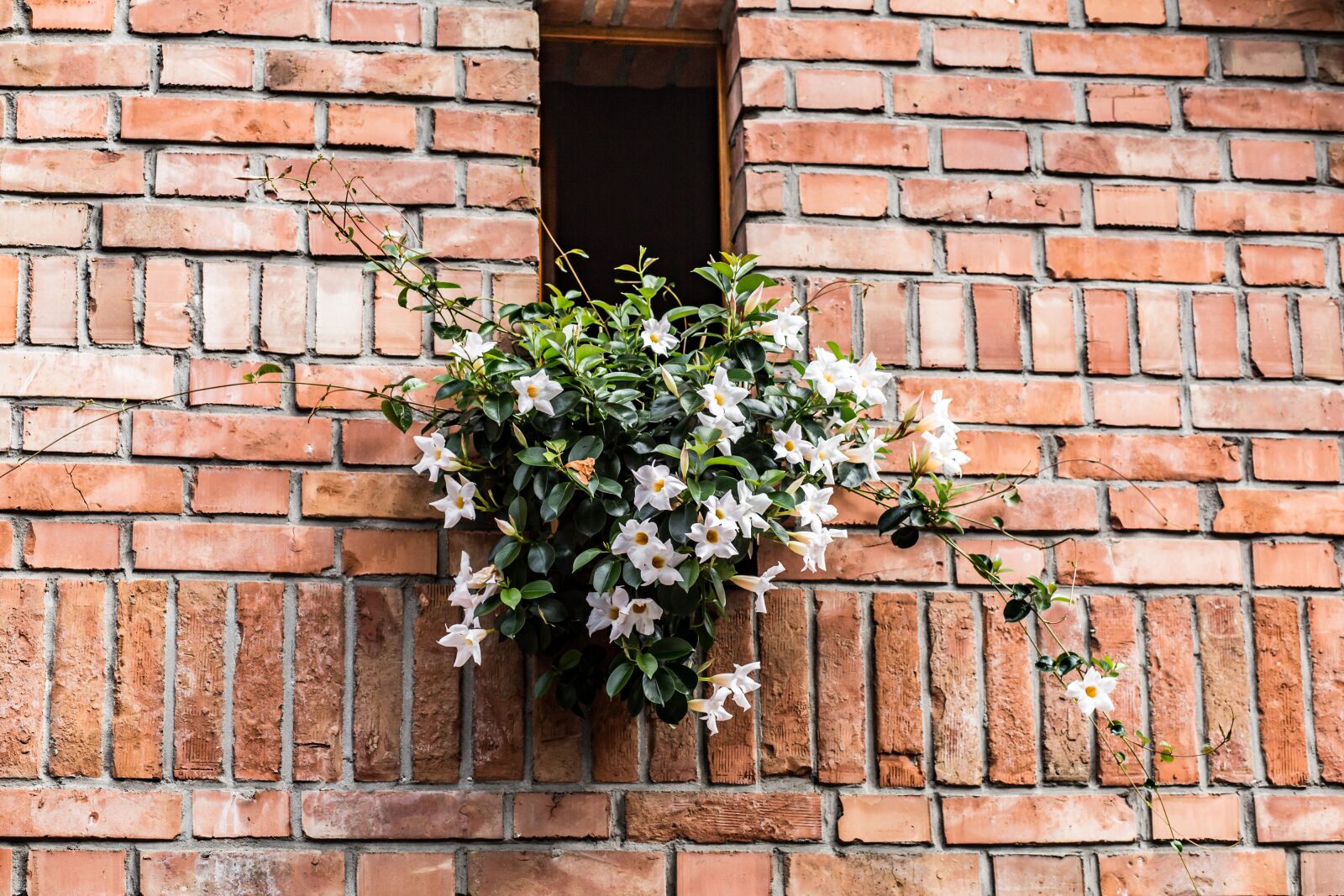 Canon EF 85mm F1.8 USM sample photo. Flowers, ornament, spring photography