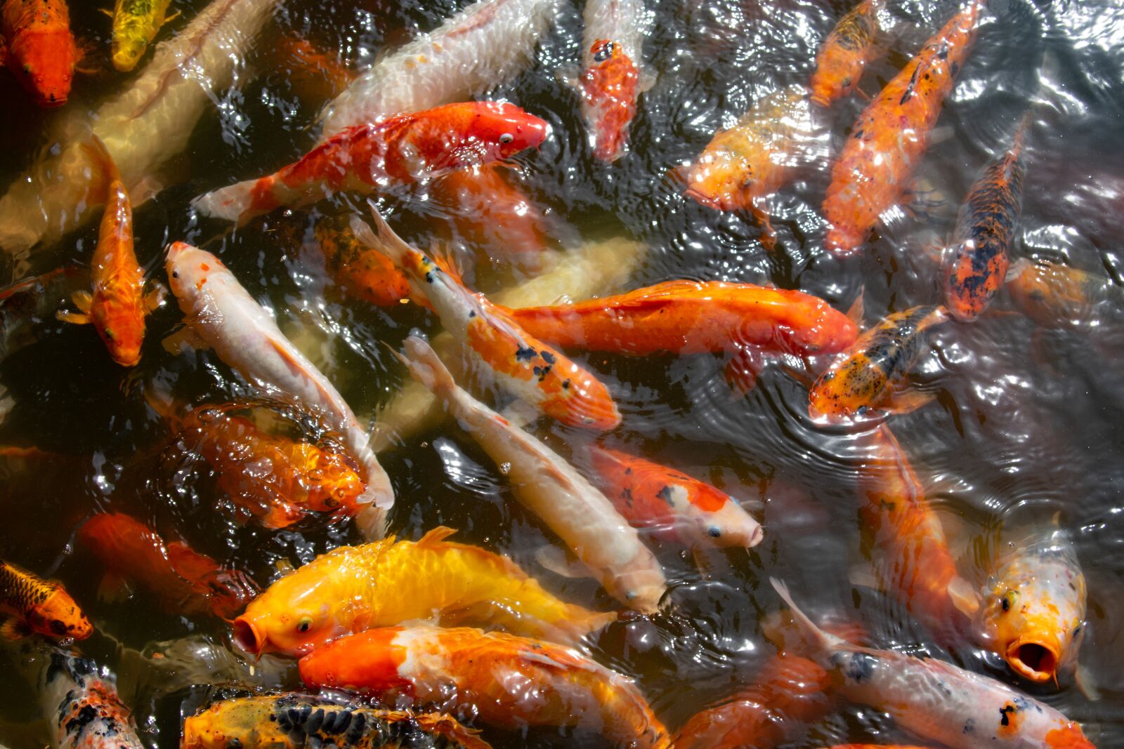 Nikon D3400 sample photo. Fish, vietnam, hoi an photography