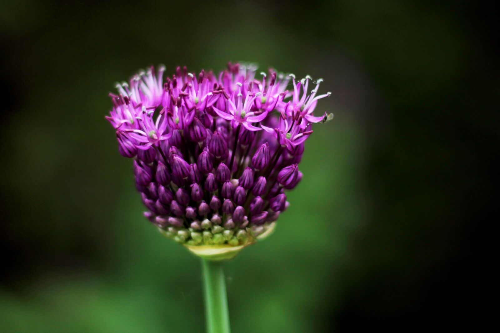 Canon EOS 600D (Rebel EOS T3i / EOS Kiss X5) + Canon EF 50mm F1.8 STM sample photo. Allium purple sensation, ornamental photography