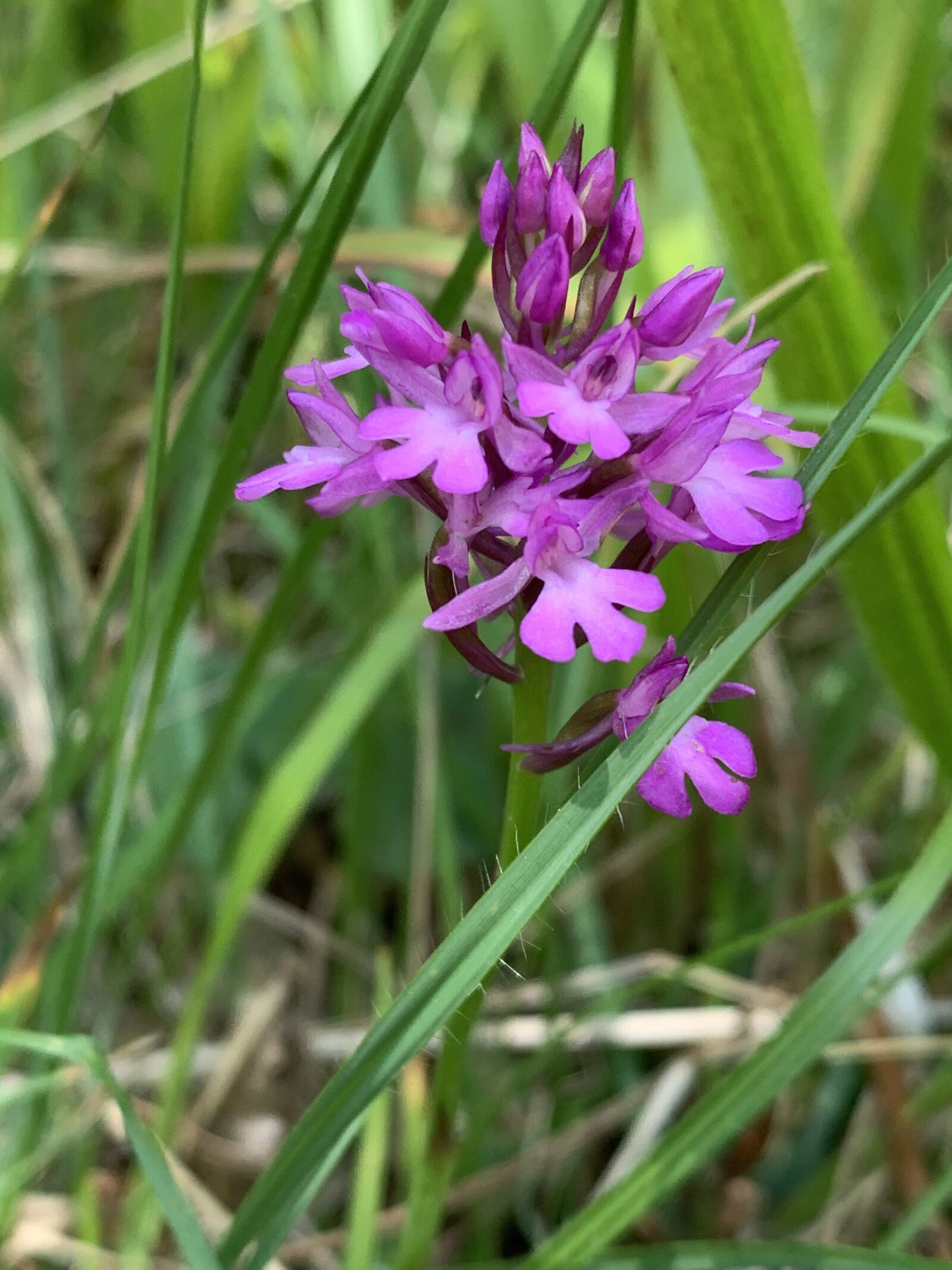 iPhone XS back dual camera 4.25mm f/1.8 sample photo. Orchid, plant, bloom photography
