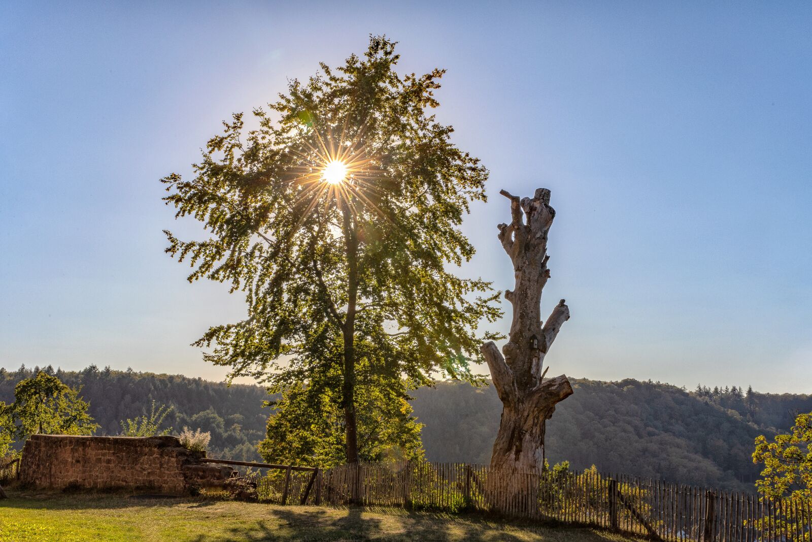 Canon EOS 5D Mark IV sample photo. Sun, tree, landscape photography