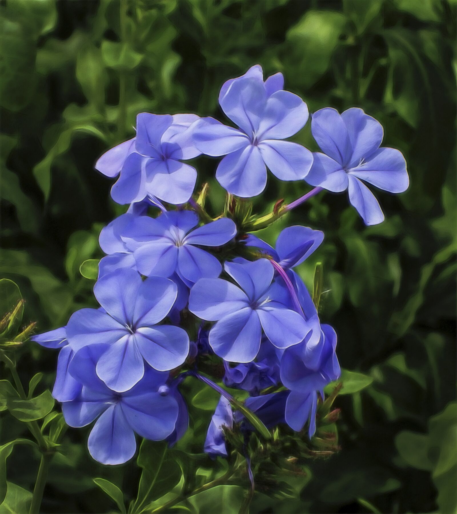 Fujifilm FinePix S1 sample photo. Flower, phlox, garden photography