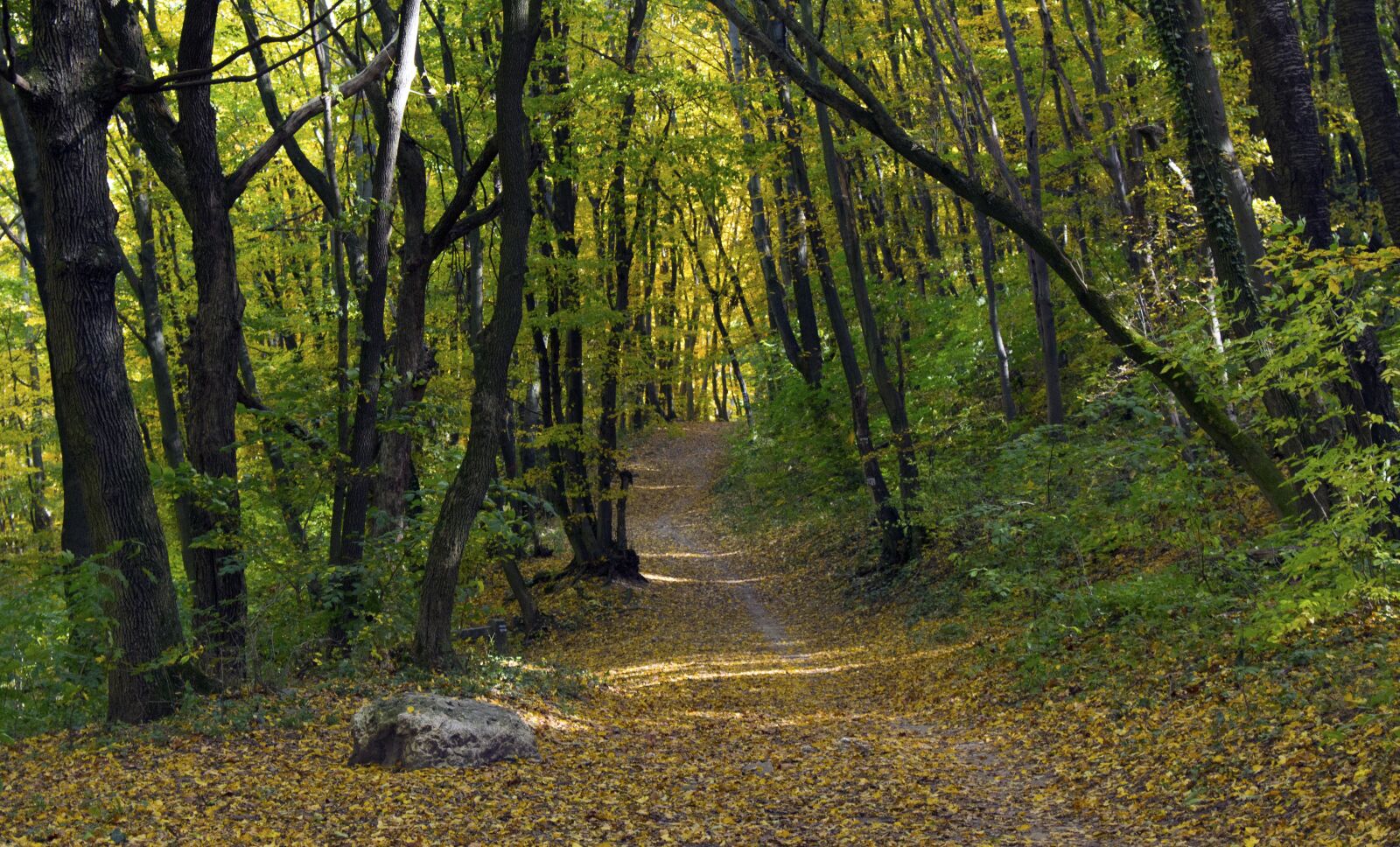 Canon EOS 700D (EOS Rebel T5i / EOS Kiss X7i) sample photo. Autumn, path, been way photography