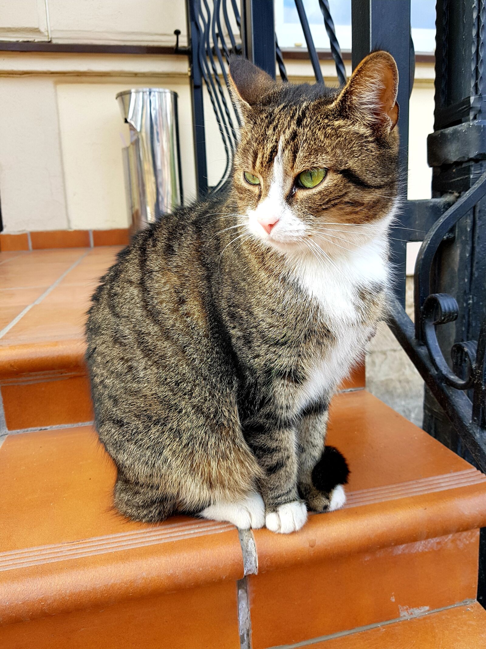 Samsung Galaxy S8 sample photo. Animal, cat, mammal photography
