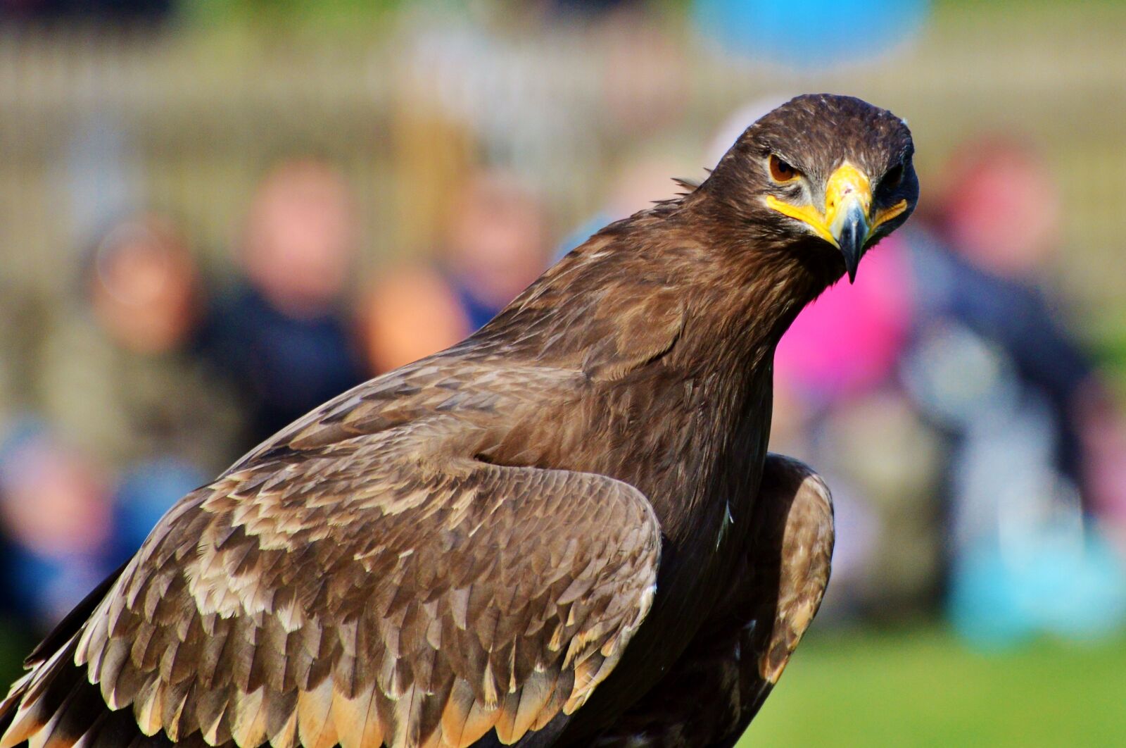 Nikon D3200 sample photo. Adler, bird of prey photography