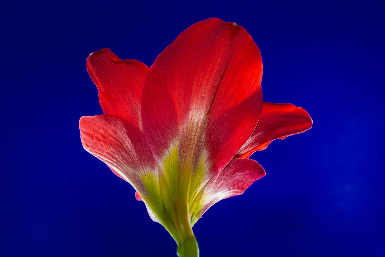 Nikon D5200 sample photo. Blossom, bloom, flower photography