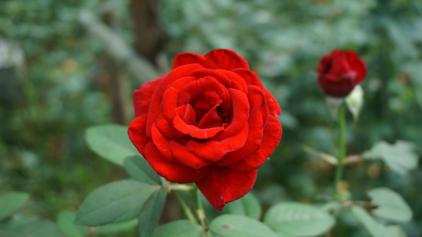 Sony a5100 sample photo. Red, rose, flowers photography
