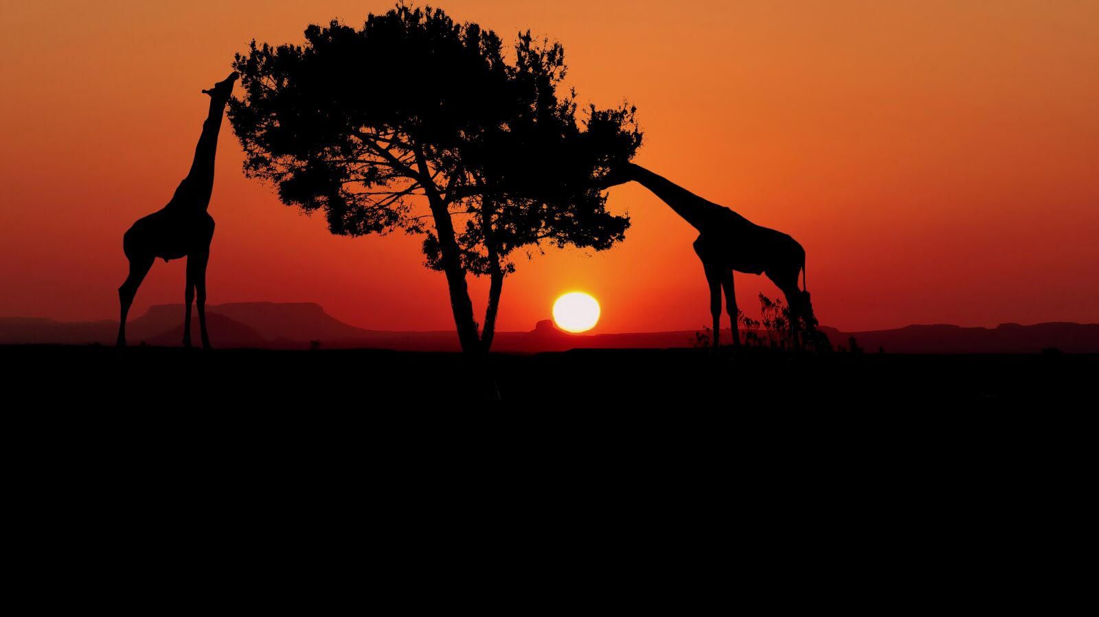 Panasonic Lumix DMC-FZ200 sample photo. Sunset, giraffes, africa photography