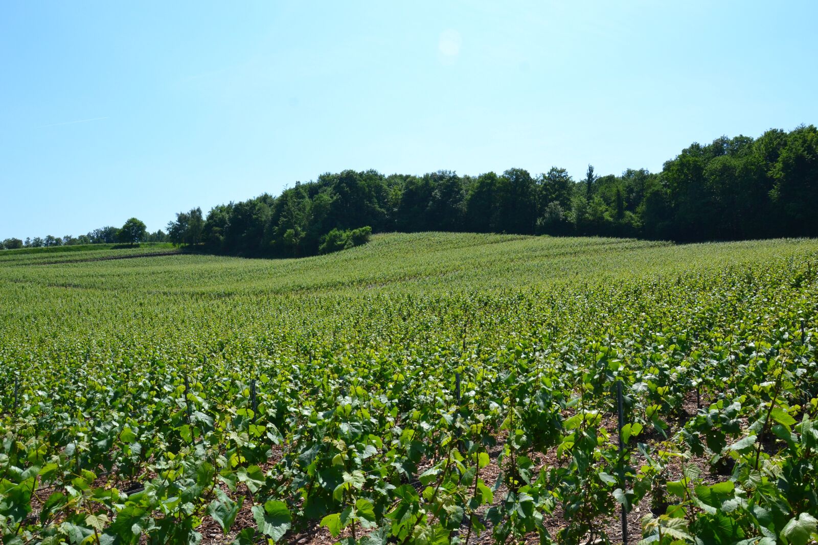 Nikon D3100 sample photo. Champagne, vine, wine photography