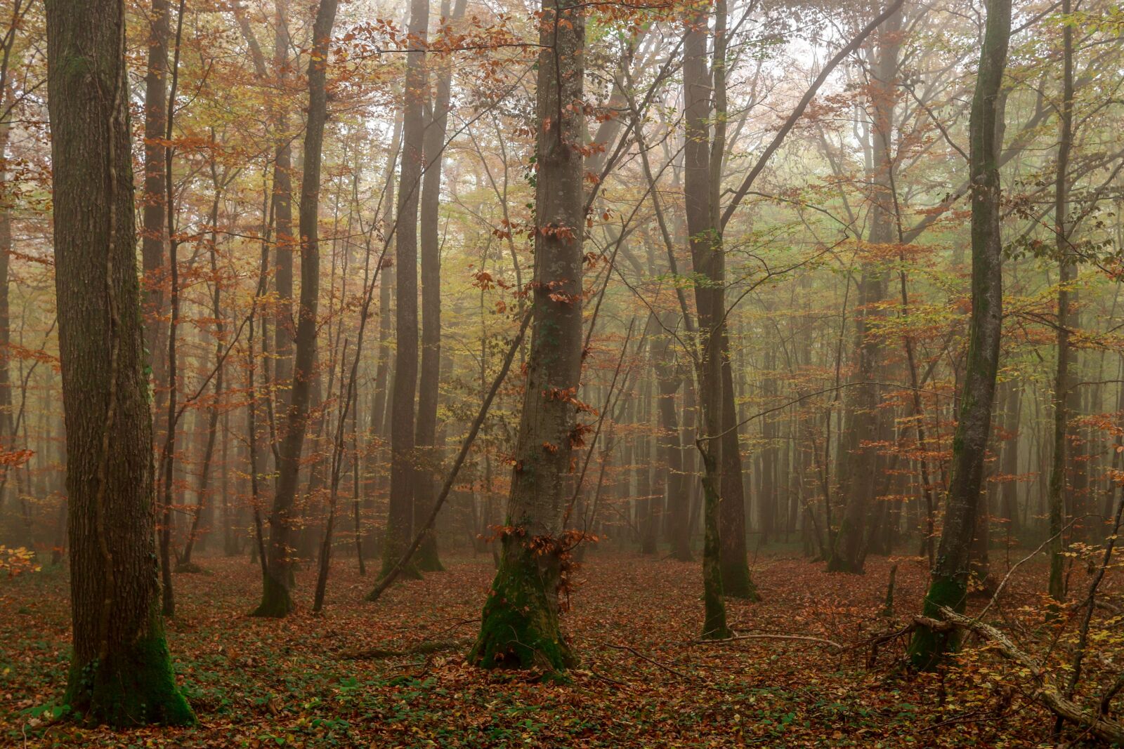 Canon EOS 77D (EOS 9000D / EOS 770D) + Canon EF-S 24mm F2.8 STM sample photo. Wood, fog, forest photography