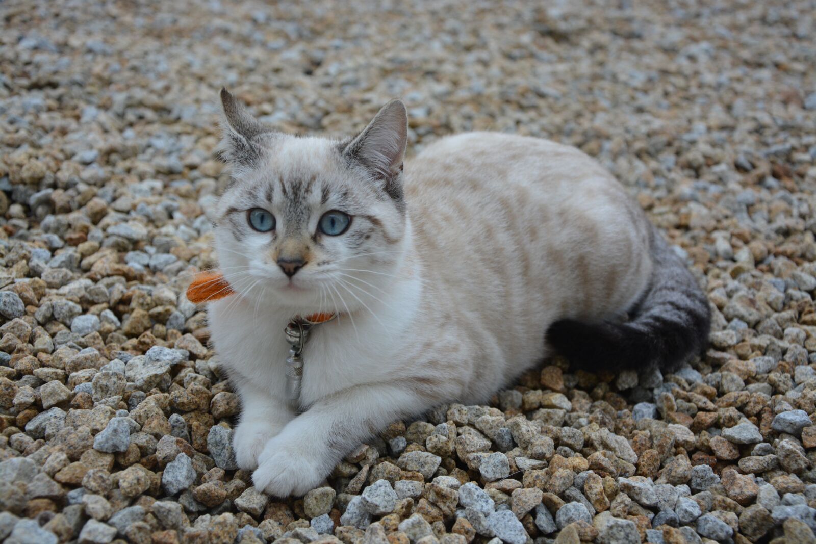 Nikon D5200 sample photo. Cat, kitten, sunset photography