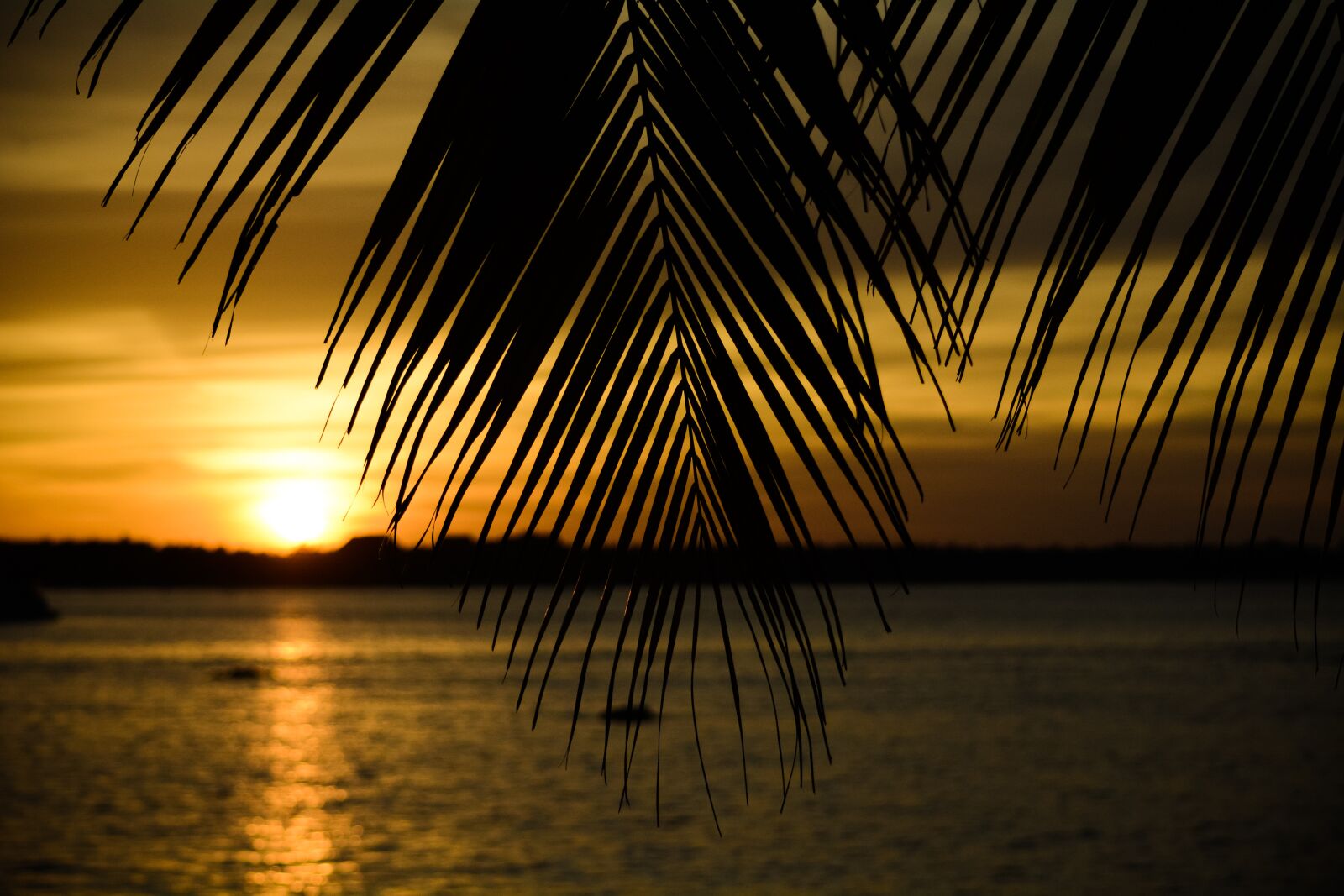 Nikon D5200 sample photo. Silhouette, palm, sea photography