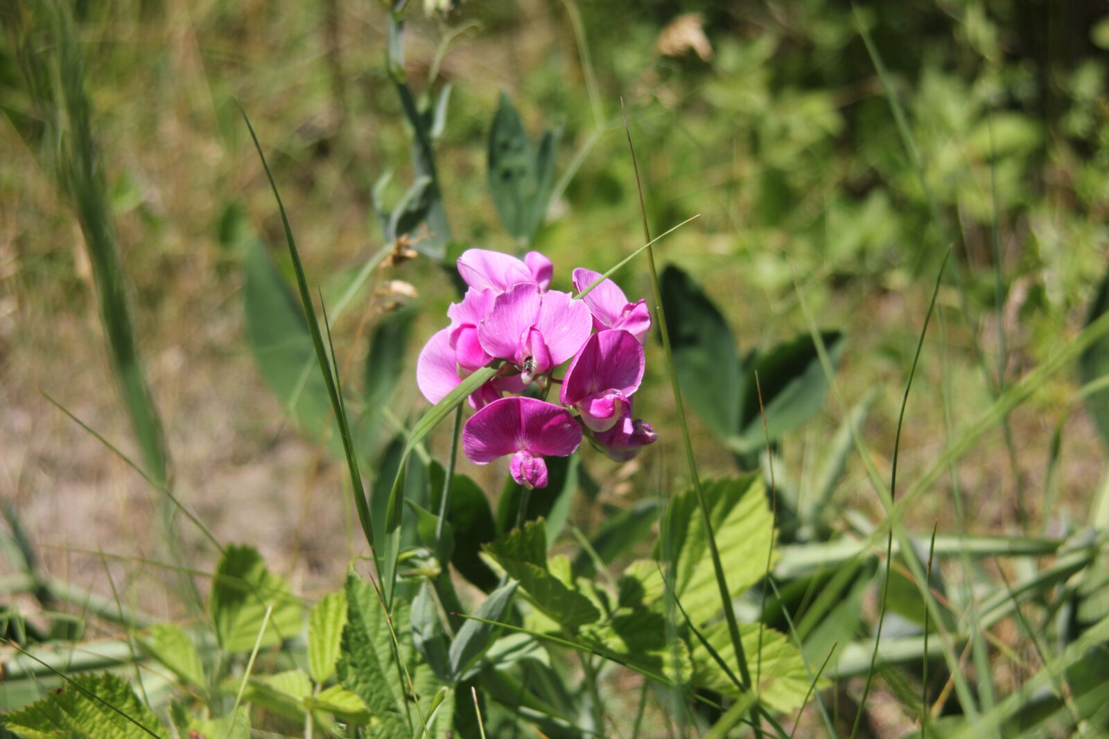 Canon EOS 550D (EOS Rebel T2i / EOS Kiss X4) sample photo. Flower, close up, wild photography