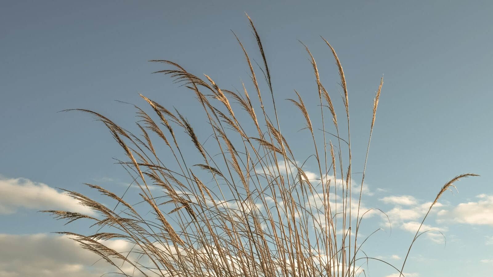 Nikon D3300 sample photo. Reeds, sky, clouds photography