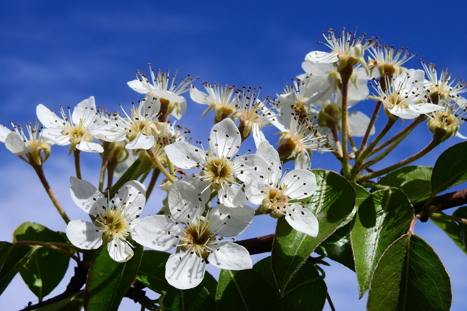 Nikon Coolpix P900 sample photo. Flowering, sky, spring photography