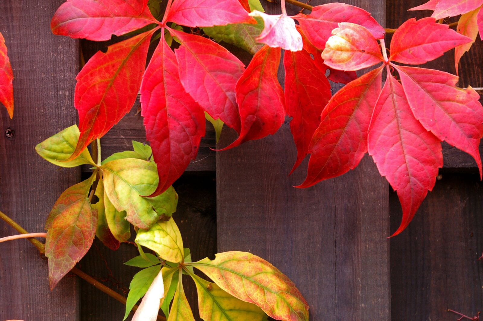 Pentax *ist DL2 sample photo. Autumn, fall foliage, golden photography