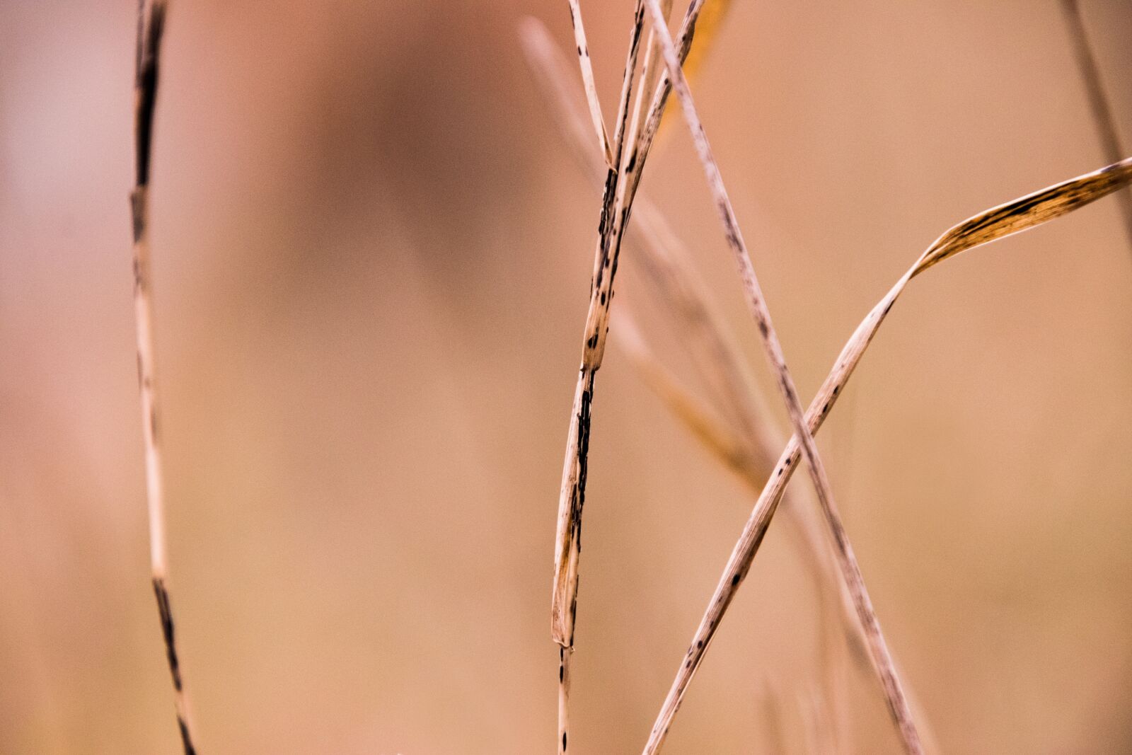 Nikon D3300 sample photo. Nature, halm, halme photography