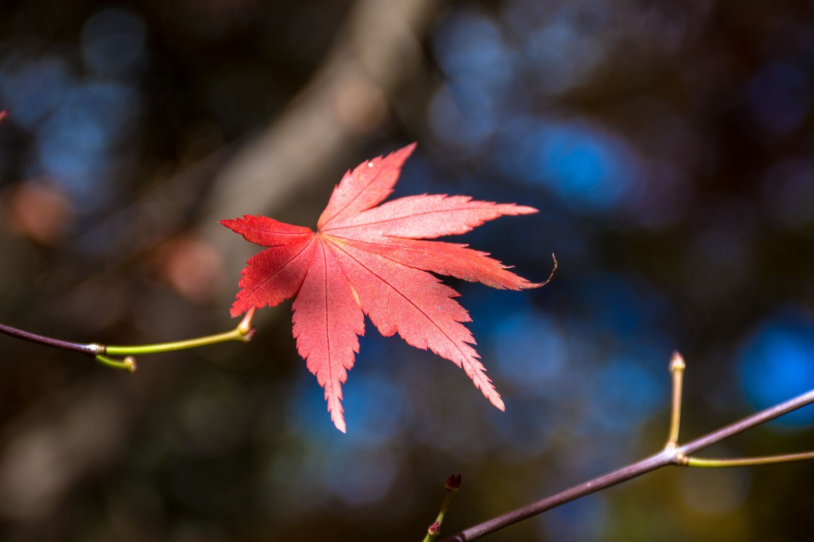 Nikon D7100 sample photo. Maple leaf, blue day photography