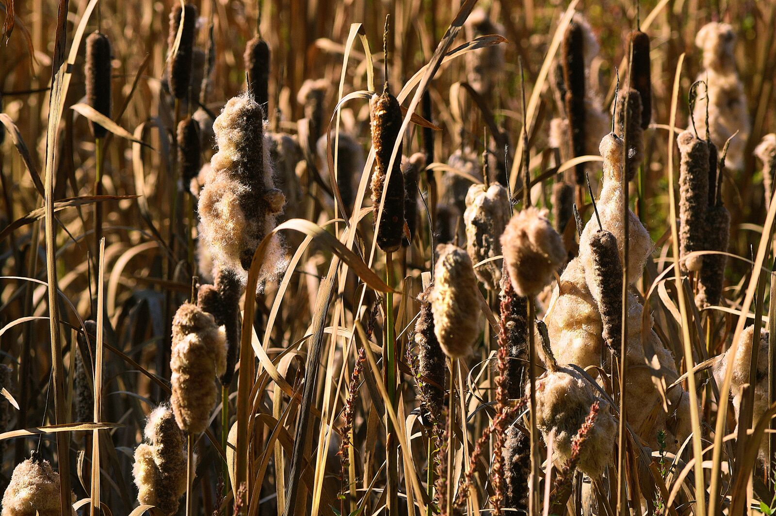Nikon D3200 sample photo. Cattails, reeds, bulrush photography