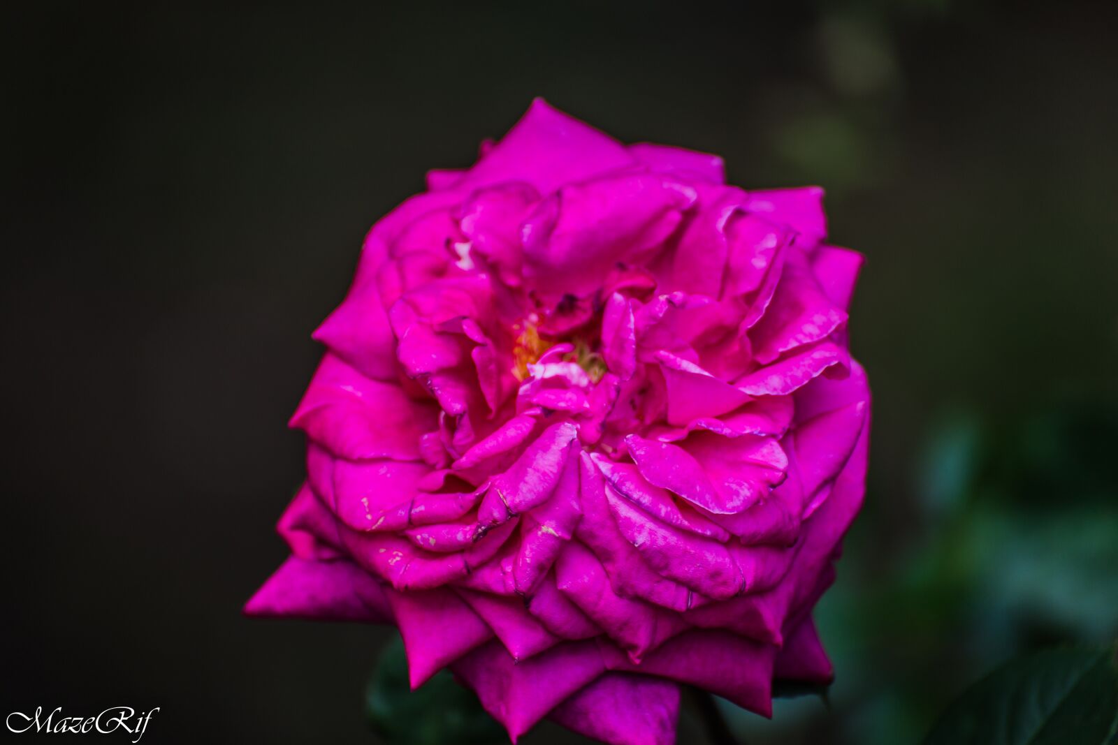 Canon EOS 6D sample photo. Park, bucuresti, nature photography
