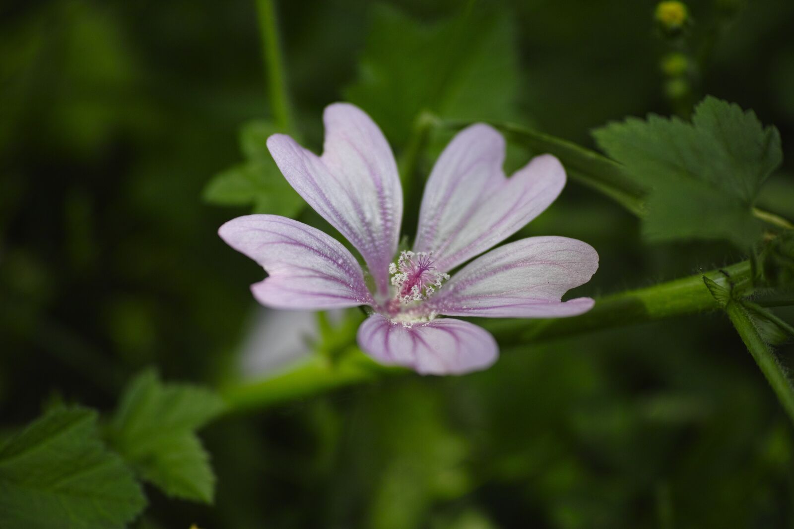 Sigma DP3 Merrill sample photo. Flower, nature, plant photography