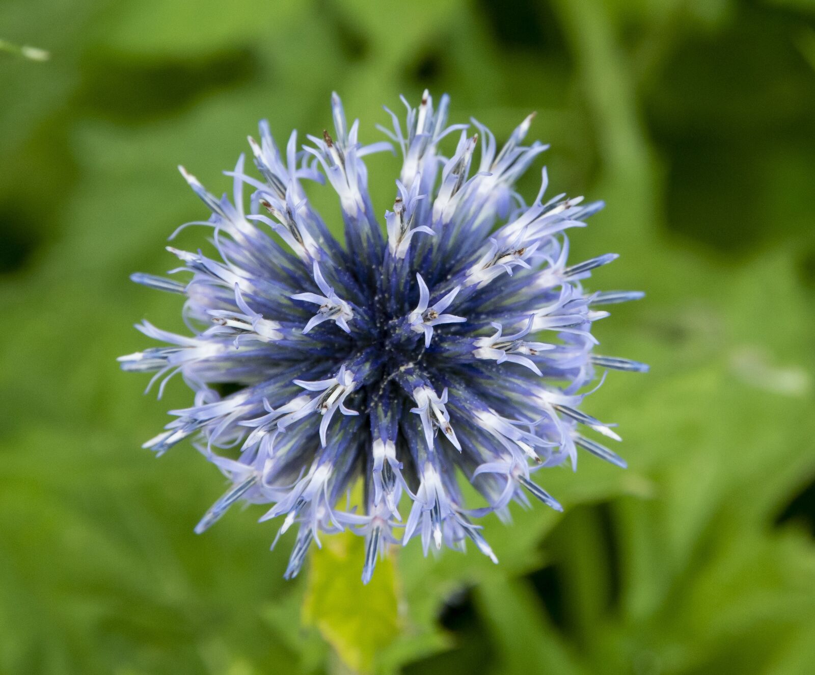 Nikon D500 sample photo. Flower, bloom, plant photography