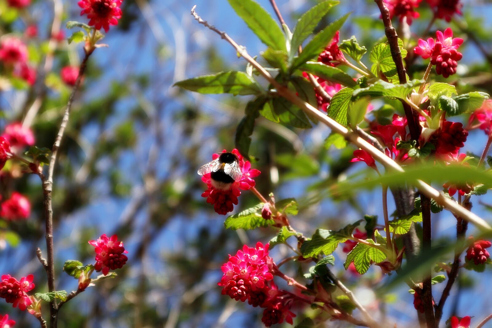 Canon EOS M100 sample photo. Hummel, bush, pink photography