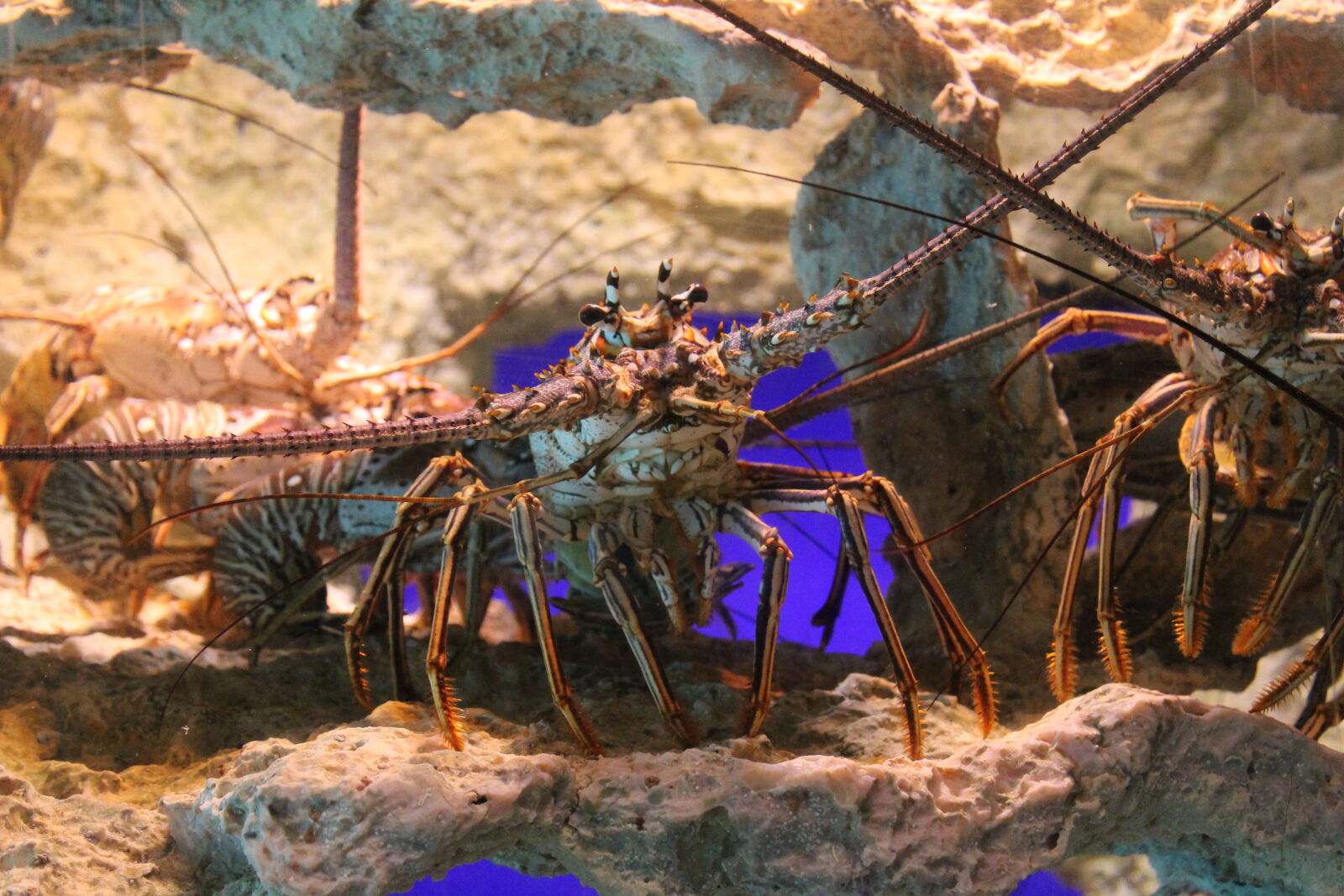 Canon EOS 1200D (EOS Rebel T5 / EOS Kiss X70 / EOS Hi) sample photo. Lobster photography