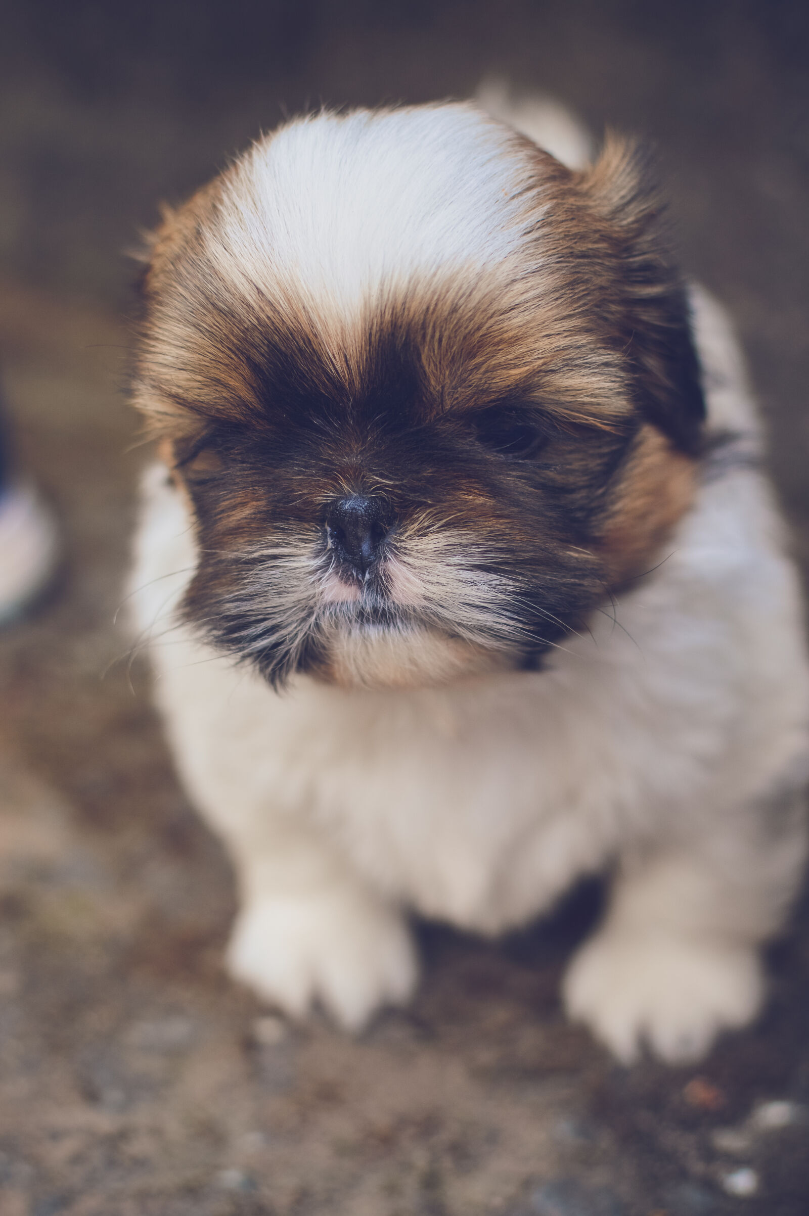 Nikon D3200 + Nikon AF-S DX Nikkor 35mm F1.8G sample photo. Animal, backyard, ball, bokeh photography
