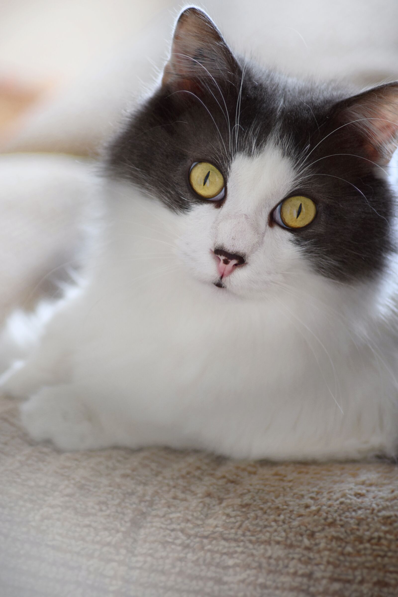 Nikon D3300 sample photo. Cat, grey, white photography
