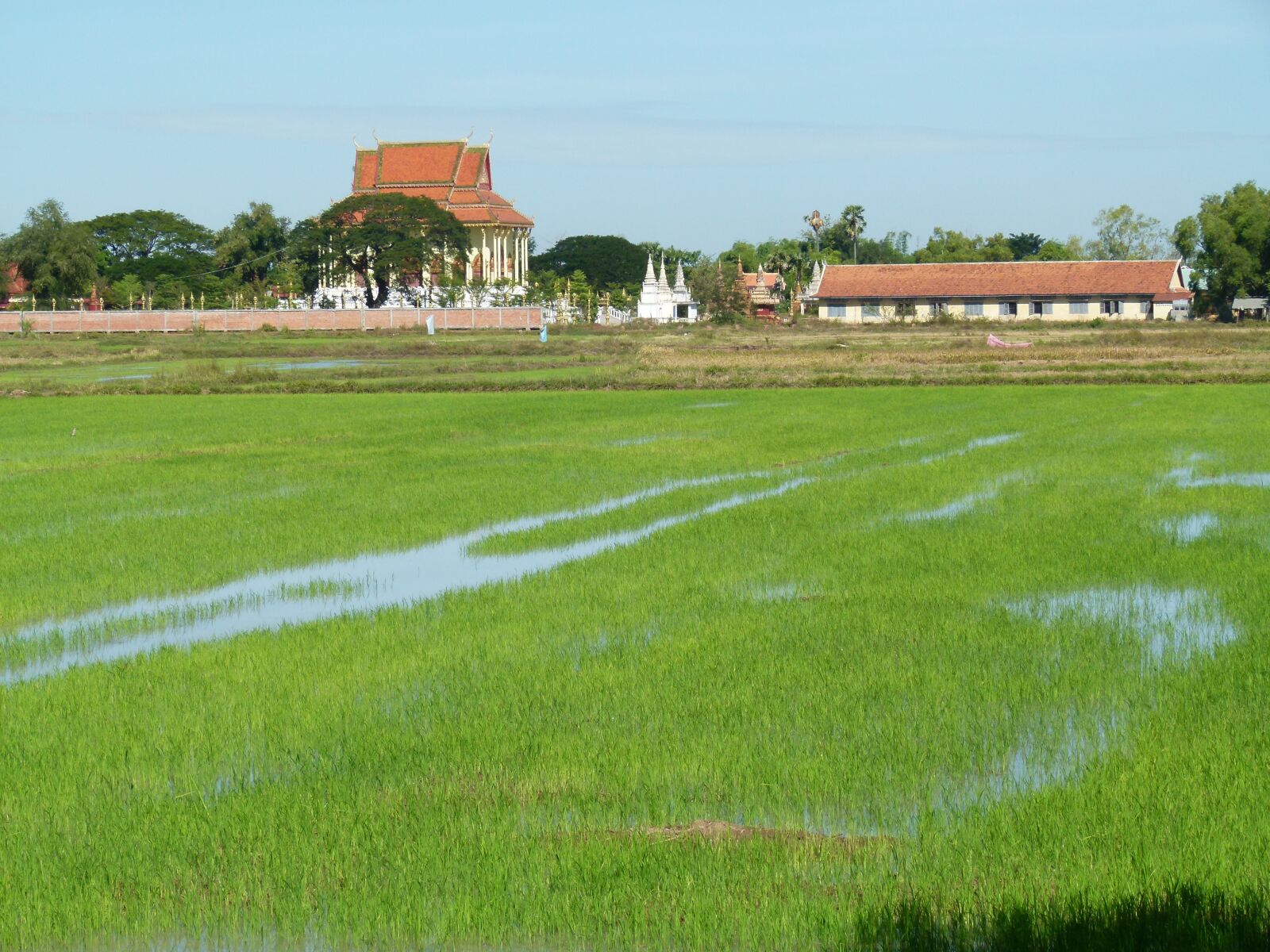 Panasonic Lumix DMC-FZ100 sample photo. Paddy, cambodia, rice cultivation photography